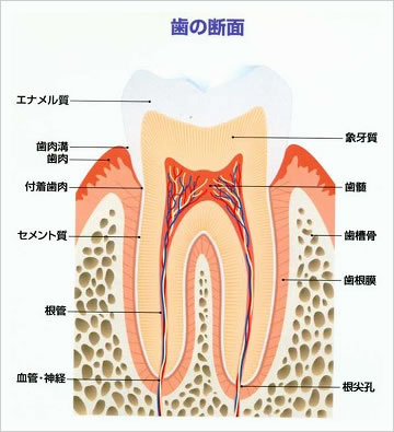 歯の断面